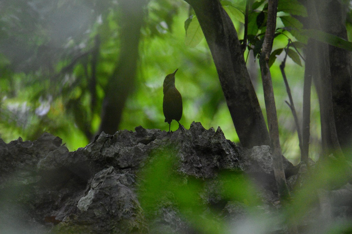 Sumichrast's Wren - ML638627456