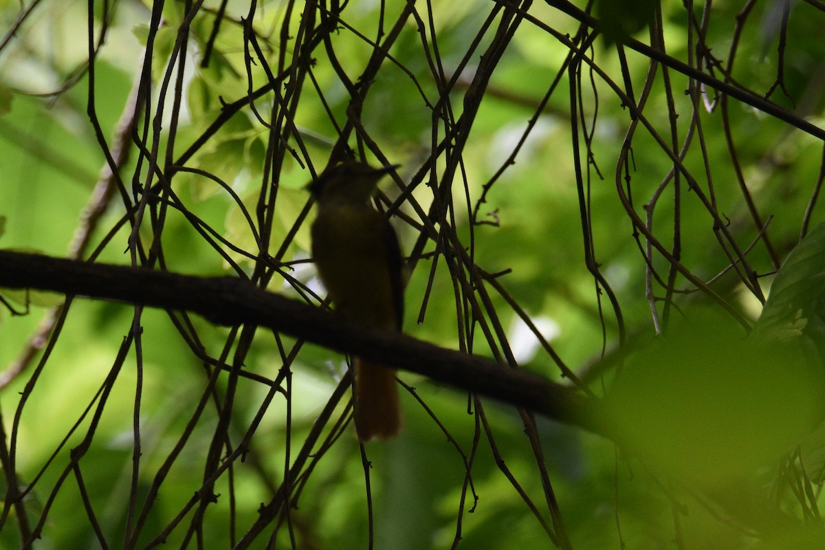 Tropical Royal Flycatcher (Northern) - ML638627478