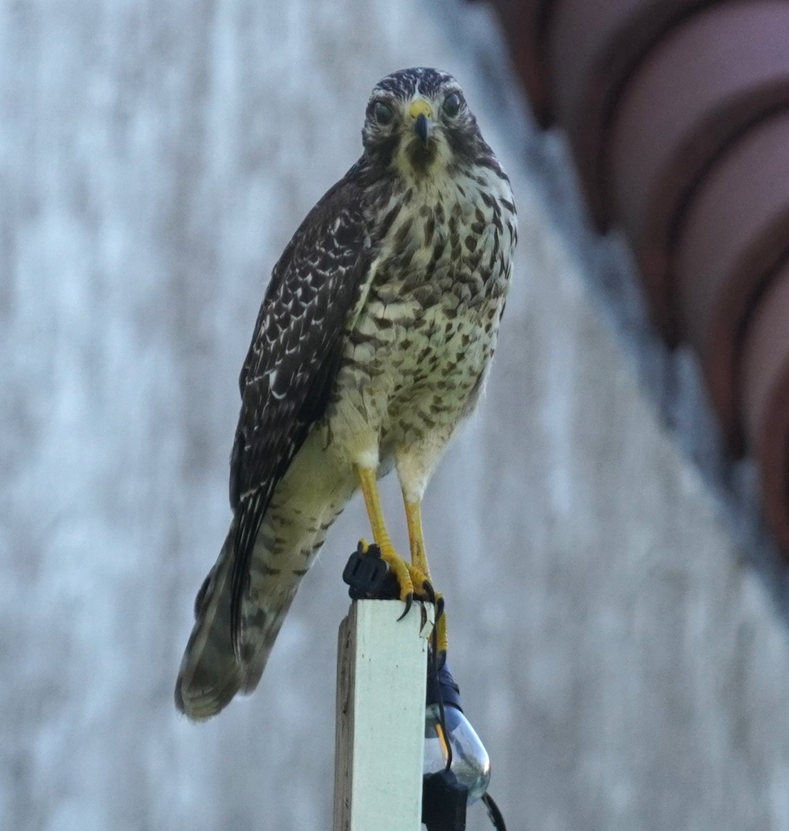 Red-shouldered Hawk - ML638627544