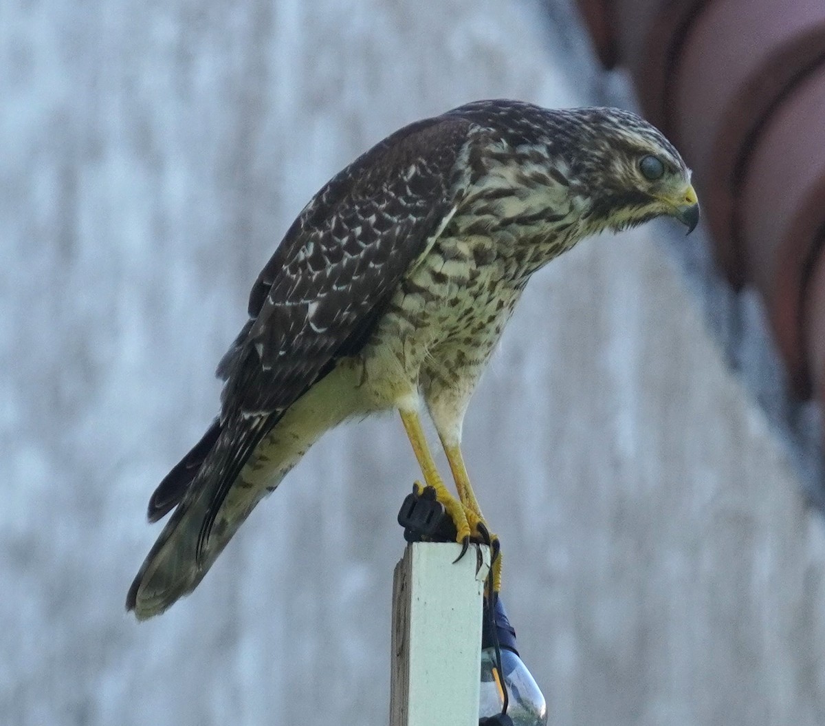 Red-shouldered Hawk - ML638627545