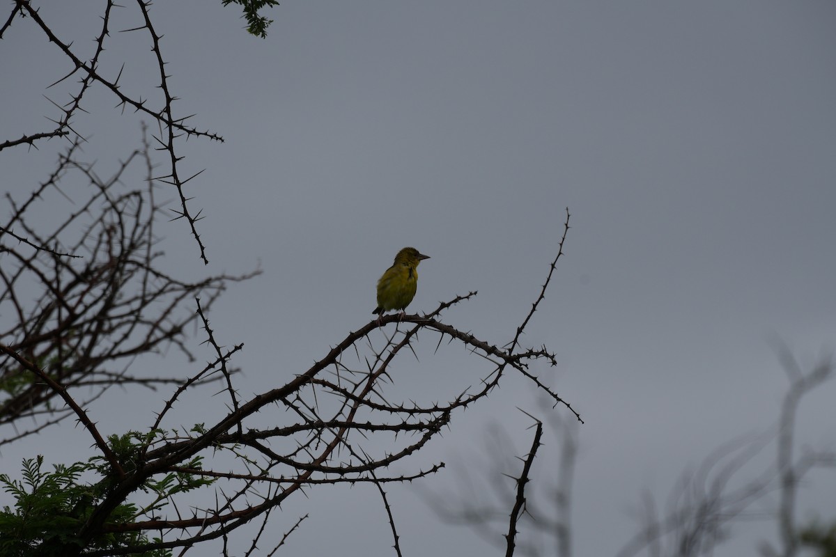 Village Weaver - ML638627553