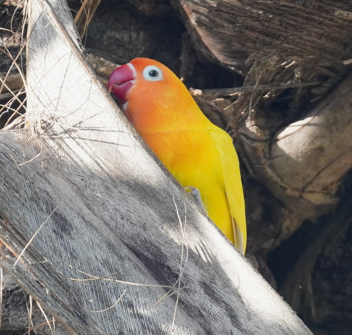 lovebird sp. - ML638627556