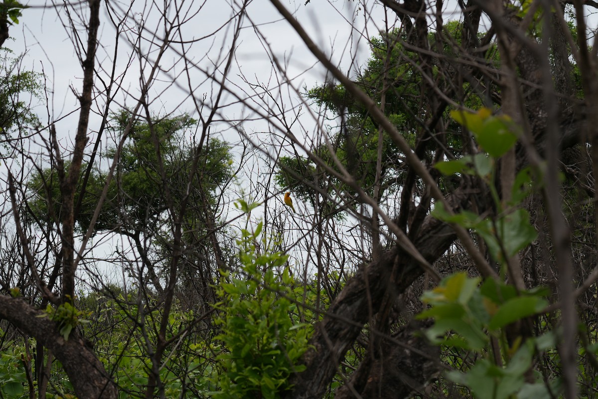 Spectacled Weaver - ML638627560