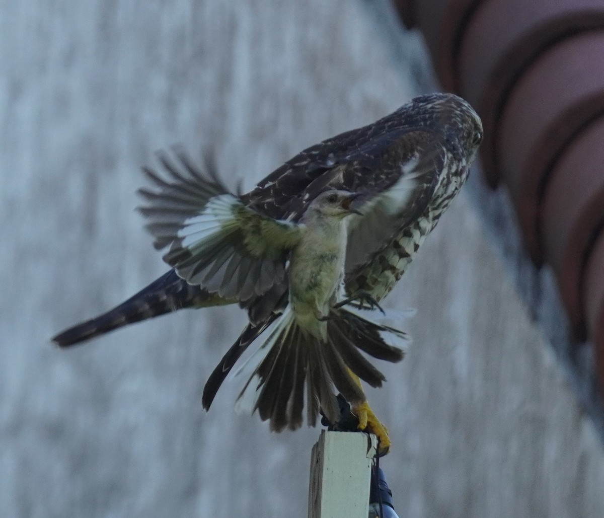 Northern Mockingbird - ML638627561
