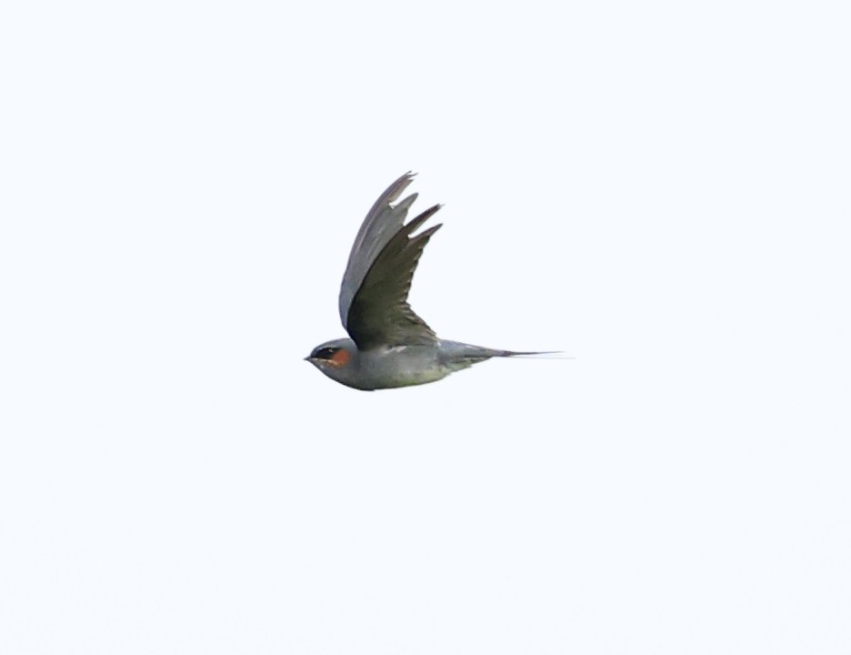 Crested Treeswift - ML638627595