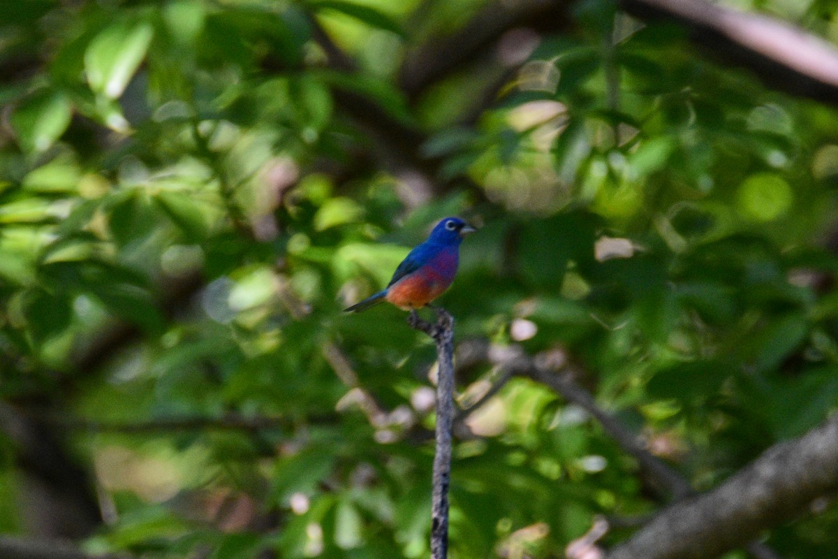 Rose-bellied Bunting - ML638627625