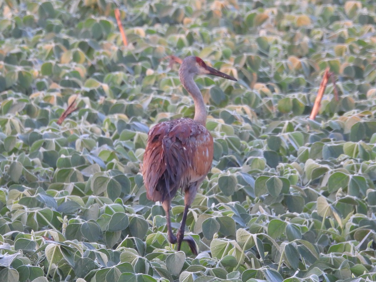 Sandhill Crane - ML638627668