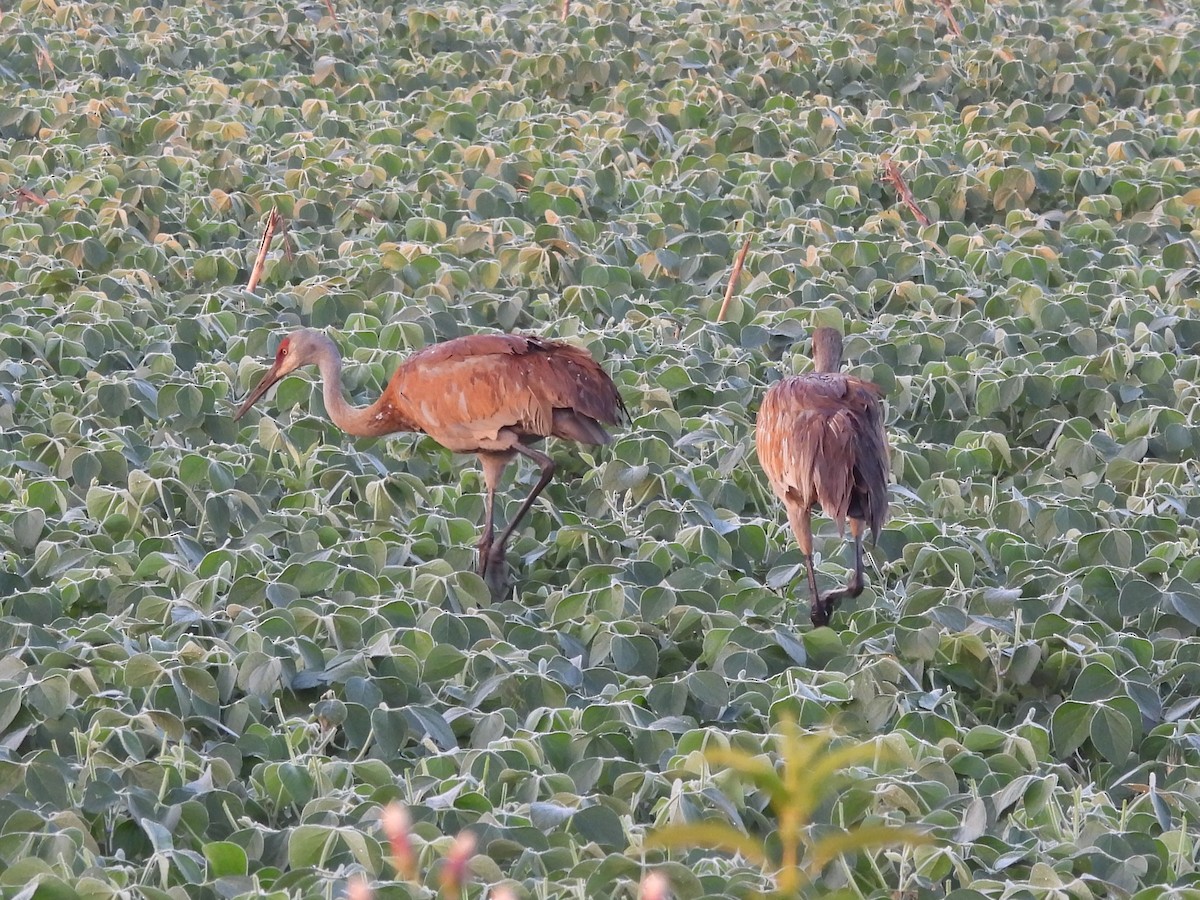 Sandhill Crane - ML638627669