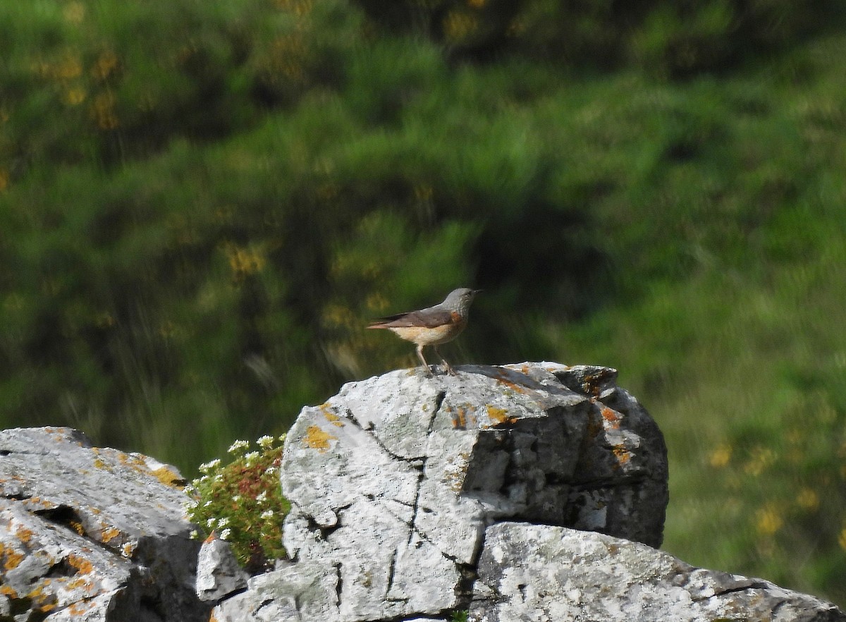 Rufous-tailed Rock-Thrush - ML638627683
