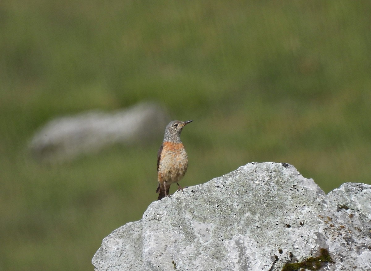 Rufous-tailed Rock-Thrush - ML638627684