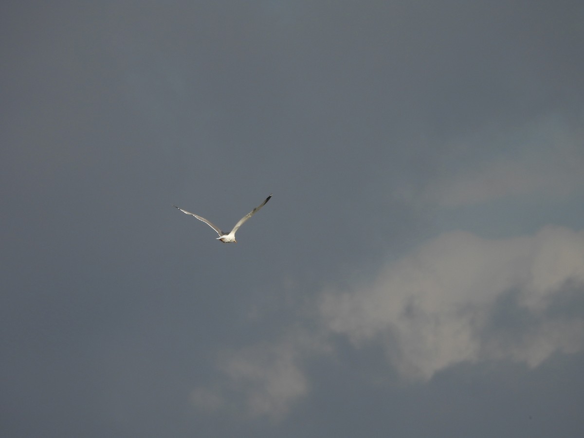 鷗亞科 - ML638627690