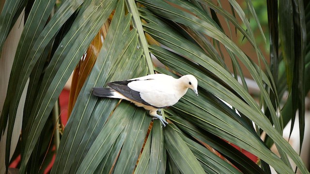 Pied Imperial-Pigeon - ML638627696