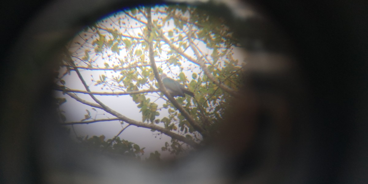 Green Imperial-Pigeon (Green) - ML638627715