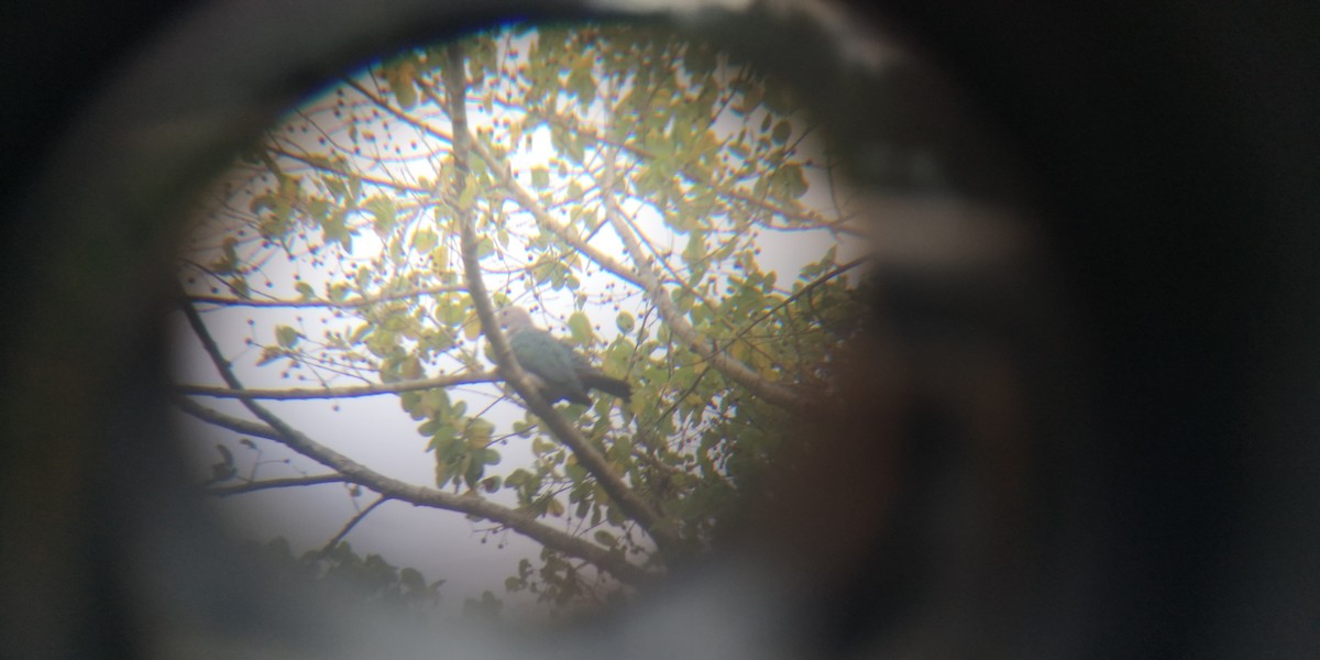 Green Imperial-Pigeon (Green) - ML638627716