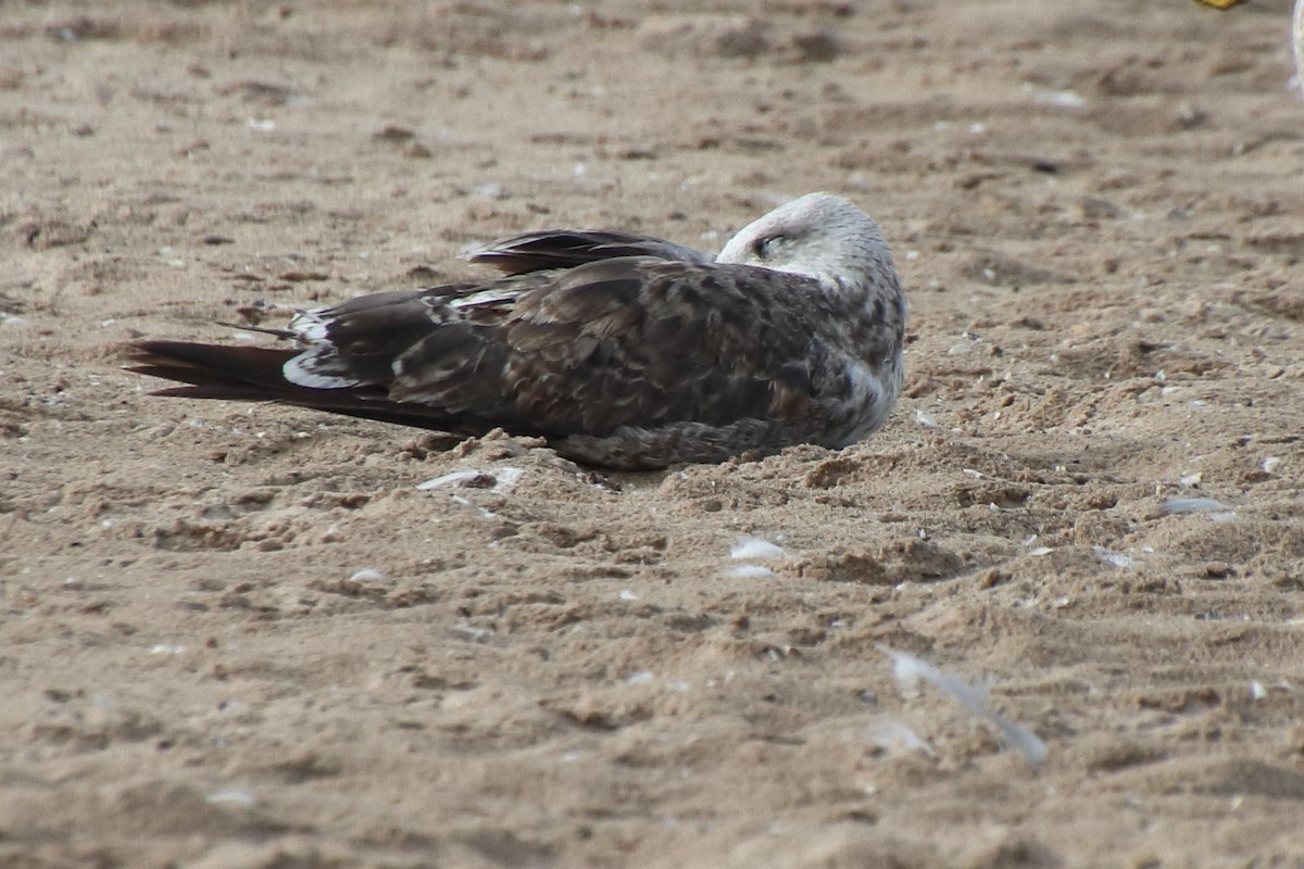 Lesser Black-backed Gull - ML638627742