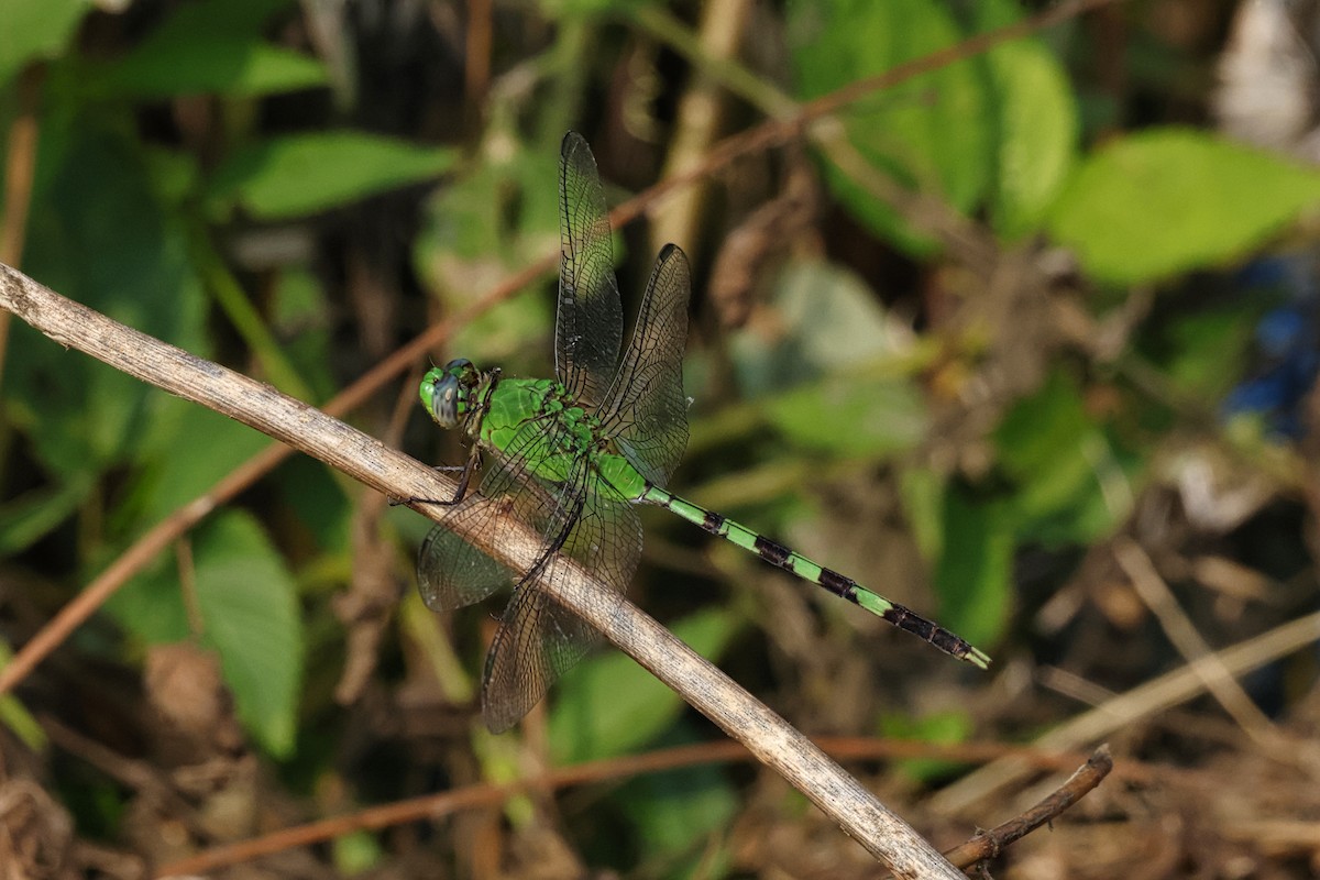 Insects - ML638627776