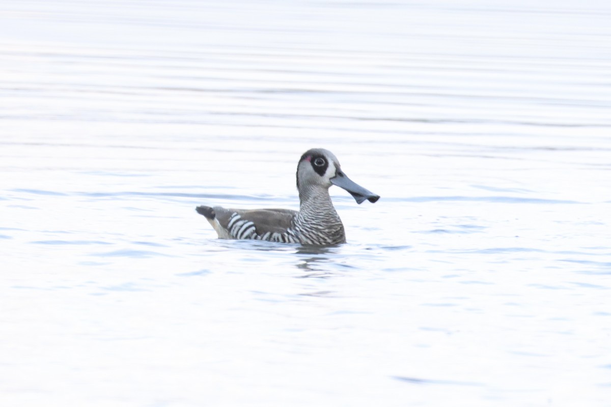Pink-eared Duck - ML638627784