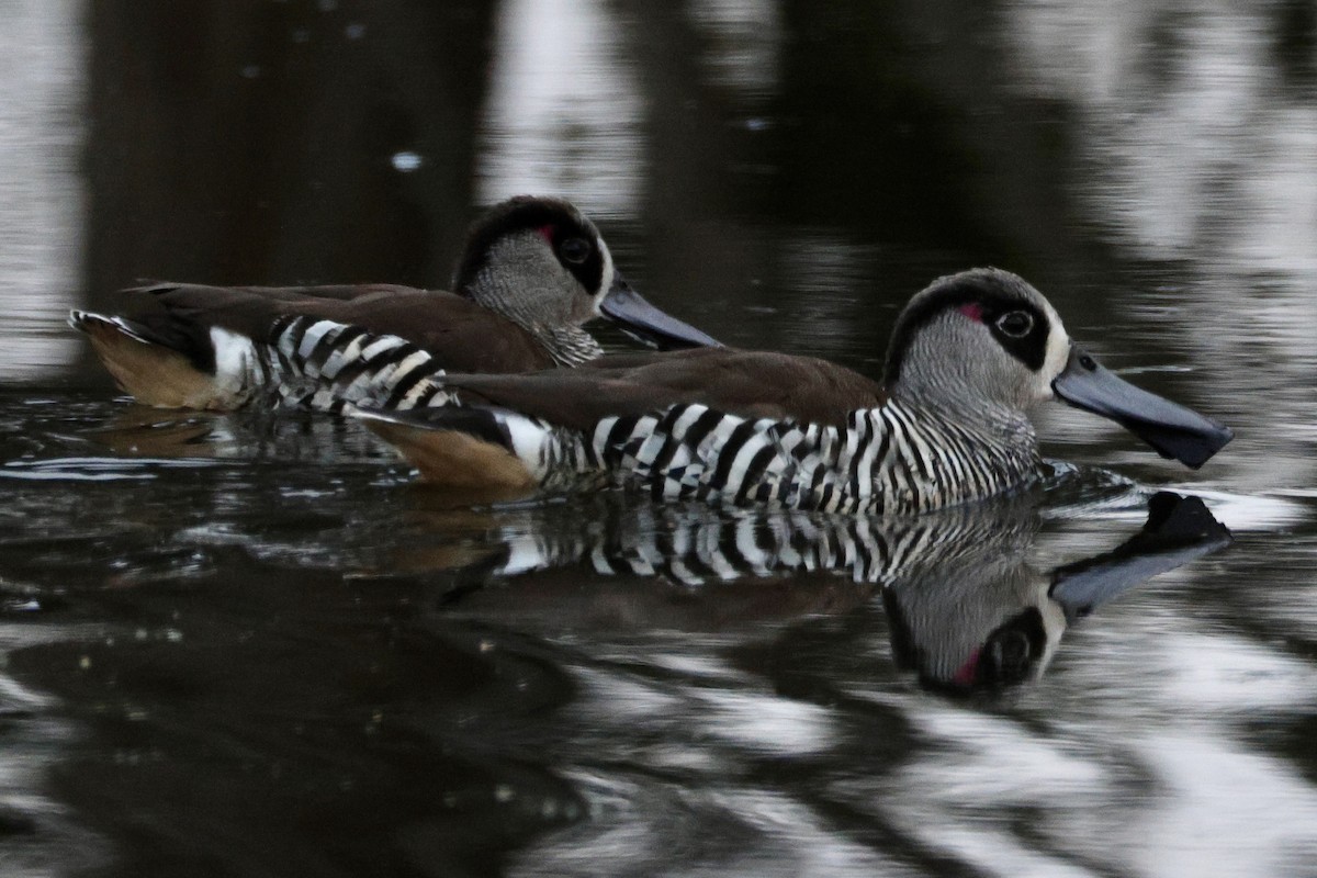 Pink-eared Duck - ML638627785