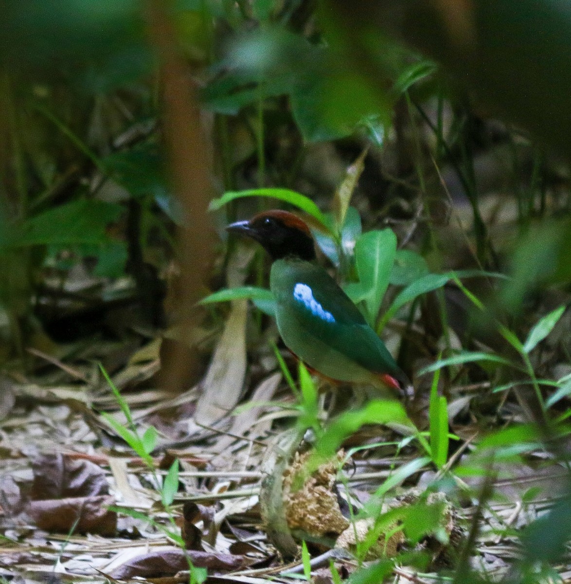 Western Hooded Pitta - ML638627826