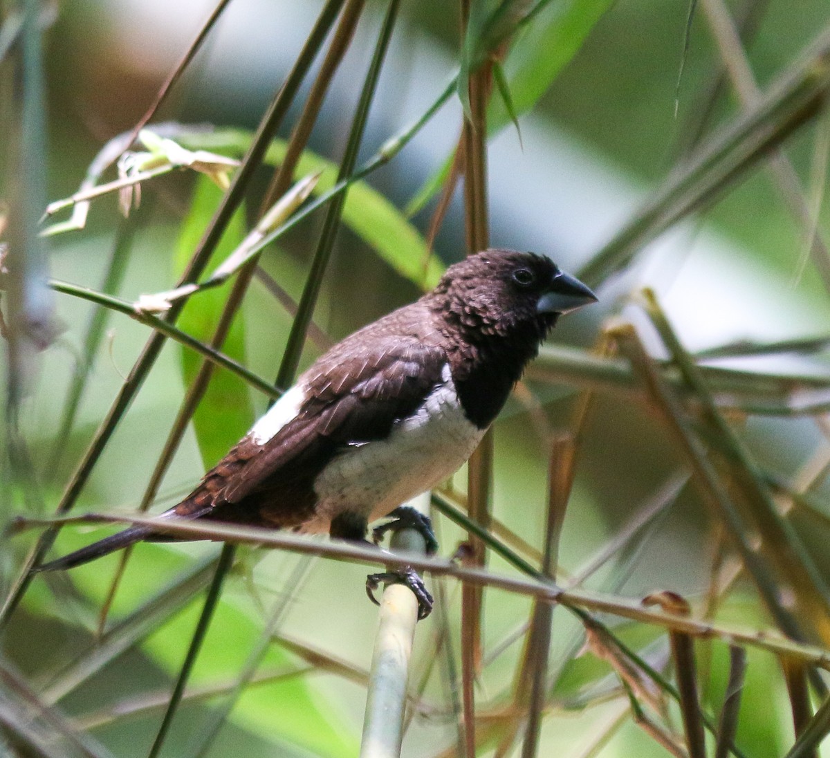 White-rumped Munia - ML638627831