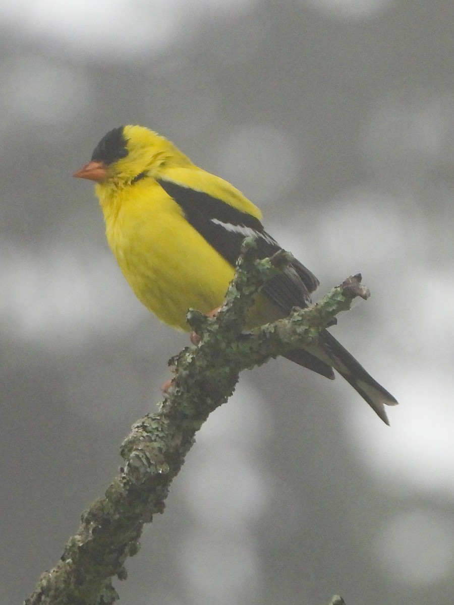 American Goldfinch - ML638627836