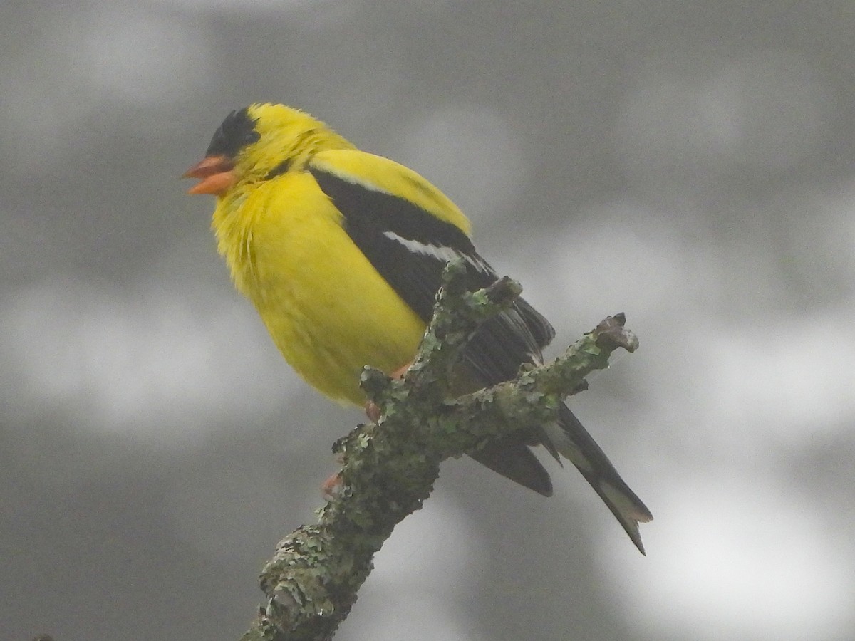 American Goldfinch - ML638627837