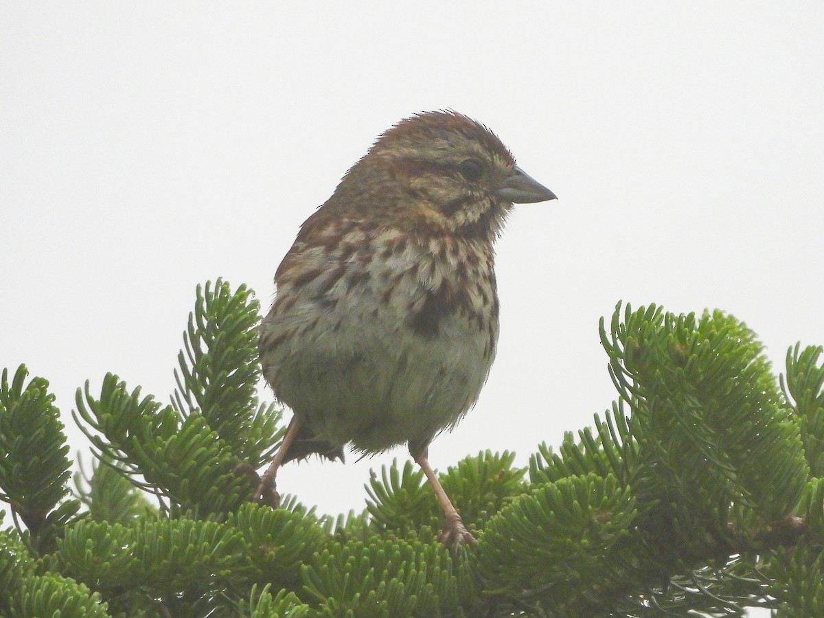 Song Sparrow - ML638627842