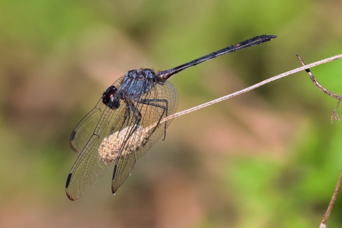 Insects - ML638627862