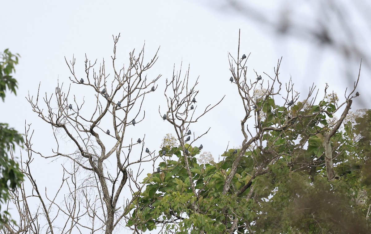 Crested Treeswift - ML638627864