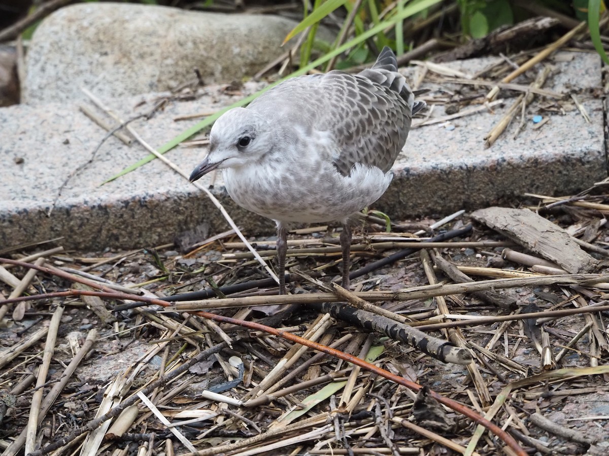 Common Gull - ML638627868
