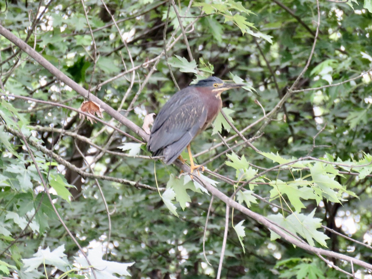 Green Heron - ML638627898