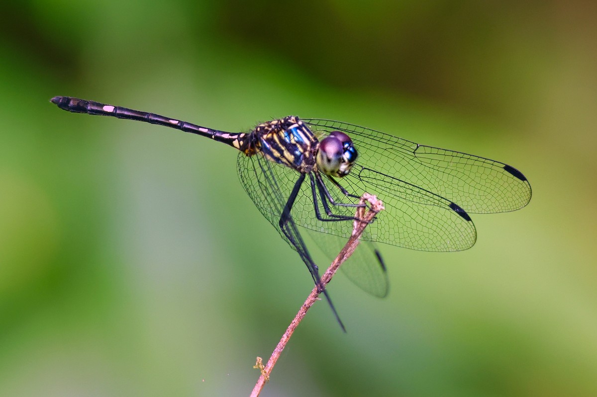 Insects - ML638627905