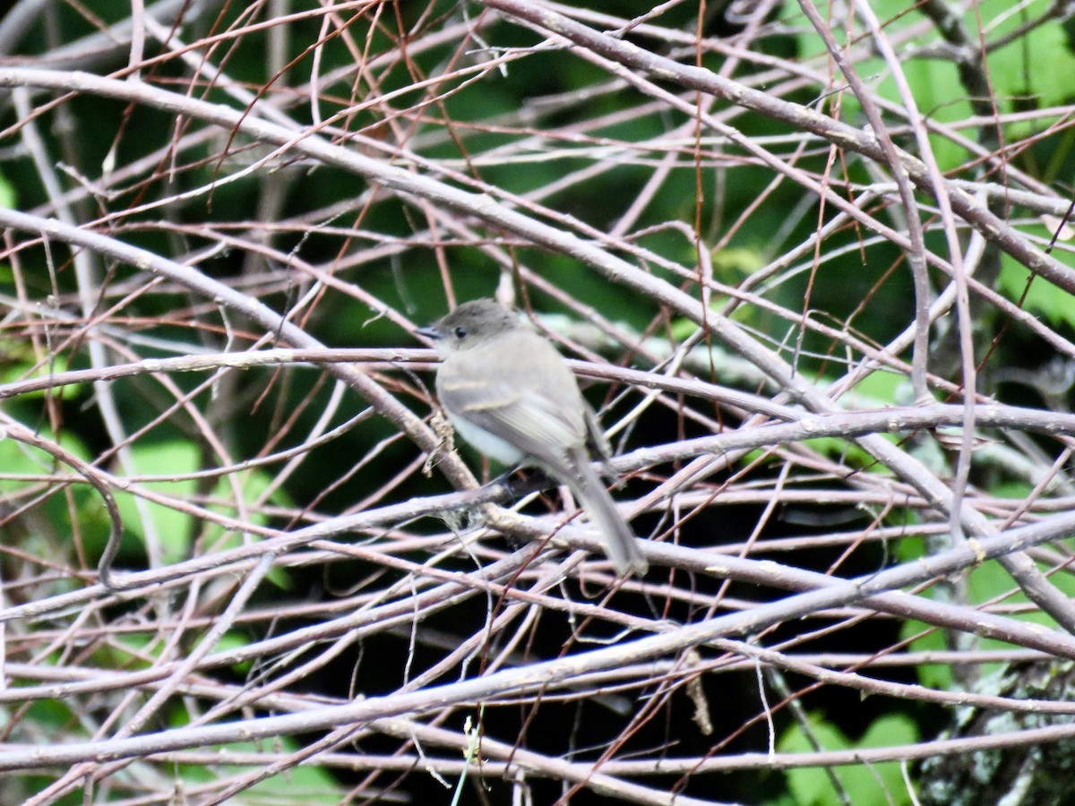 Eastern Phoebe - ML638627908