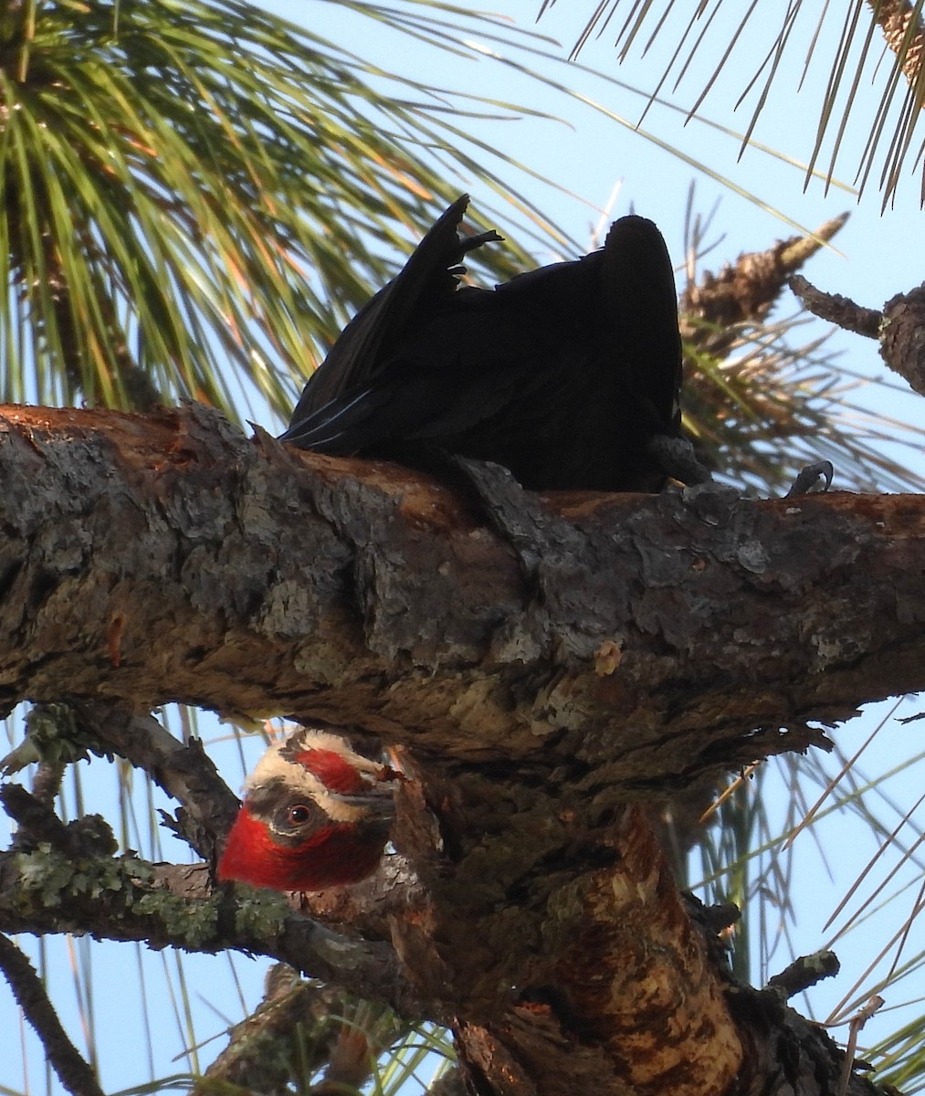 Pileated Woodpecker - ML638627910