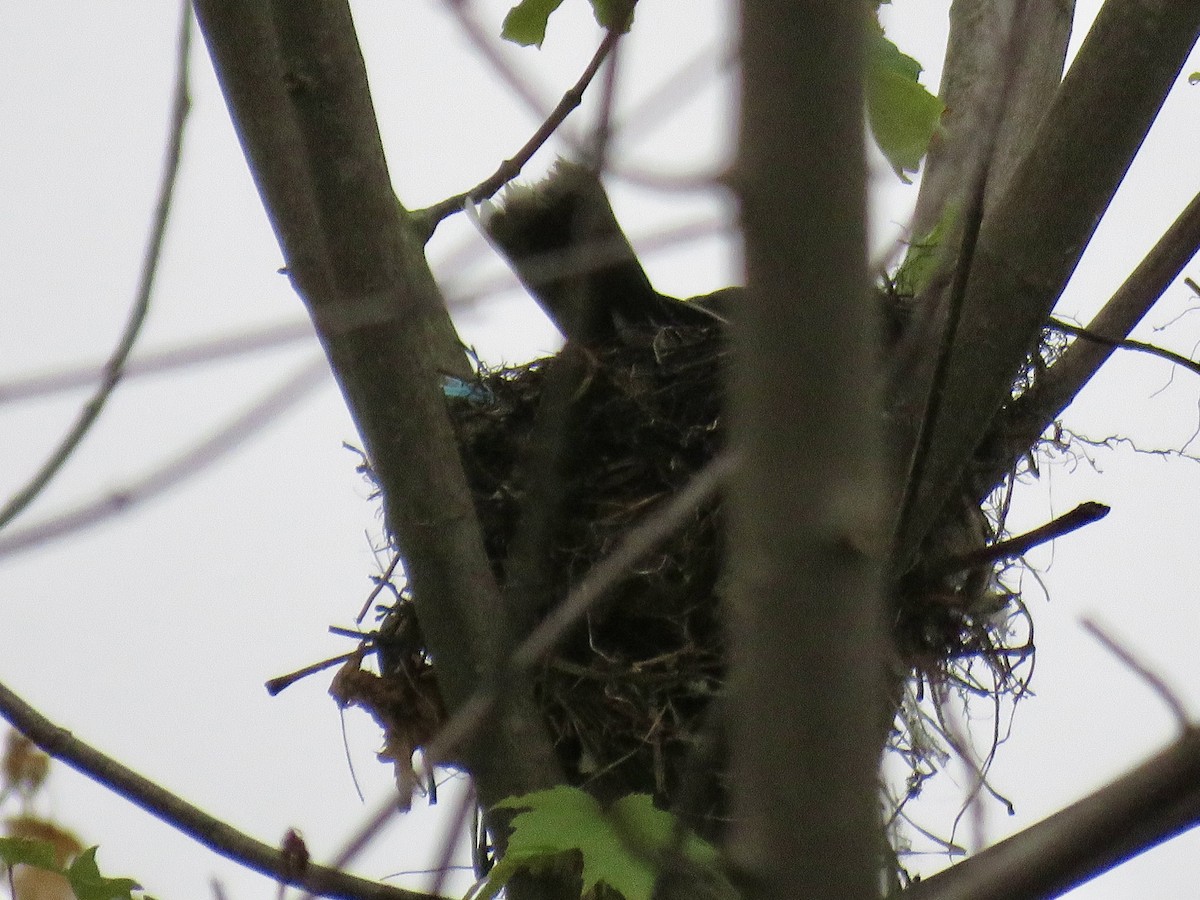 Eastern Kingbird - ML638627918