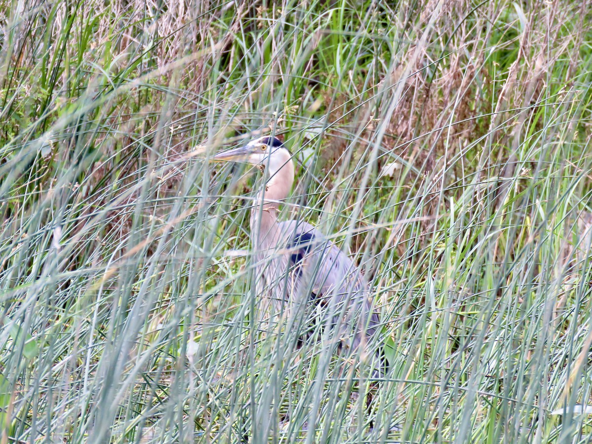 Great Blue Heron - ML638627966