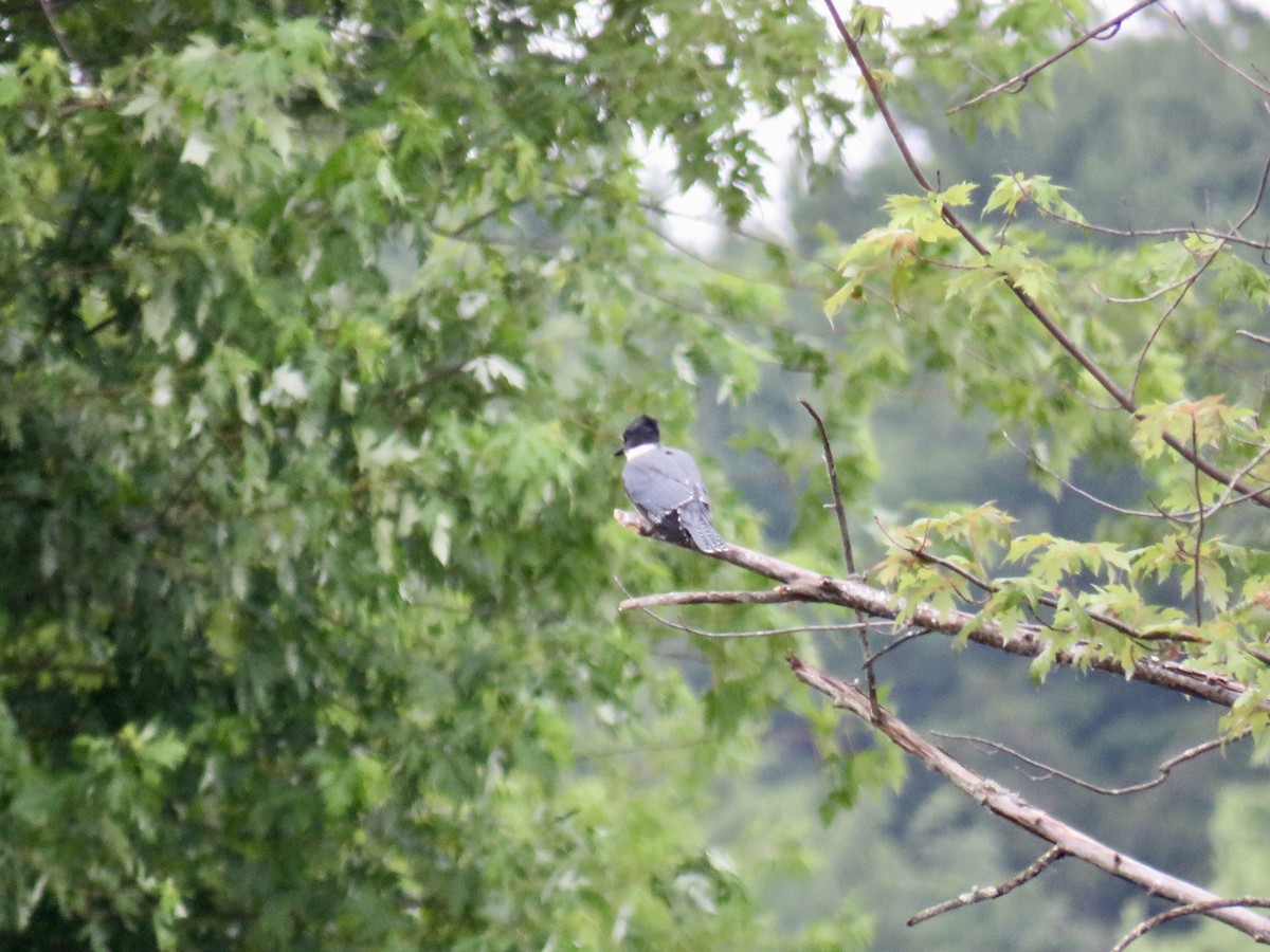 Belted Kingfisher - ML638627969