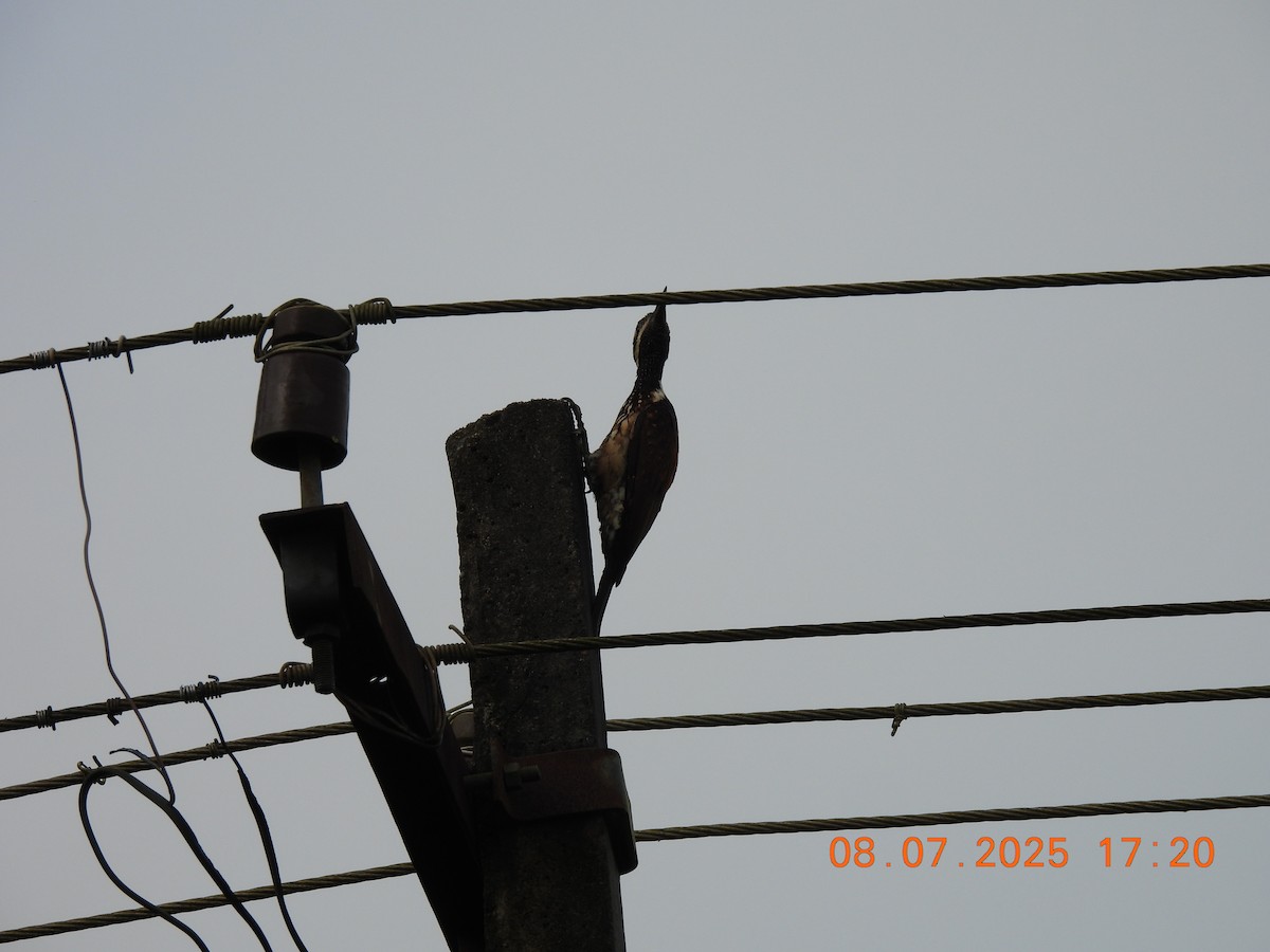 Black-rumped Flameback - ML638627975