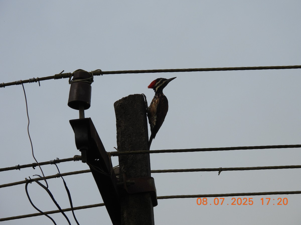 Black-rumped Flameback - ML638627977