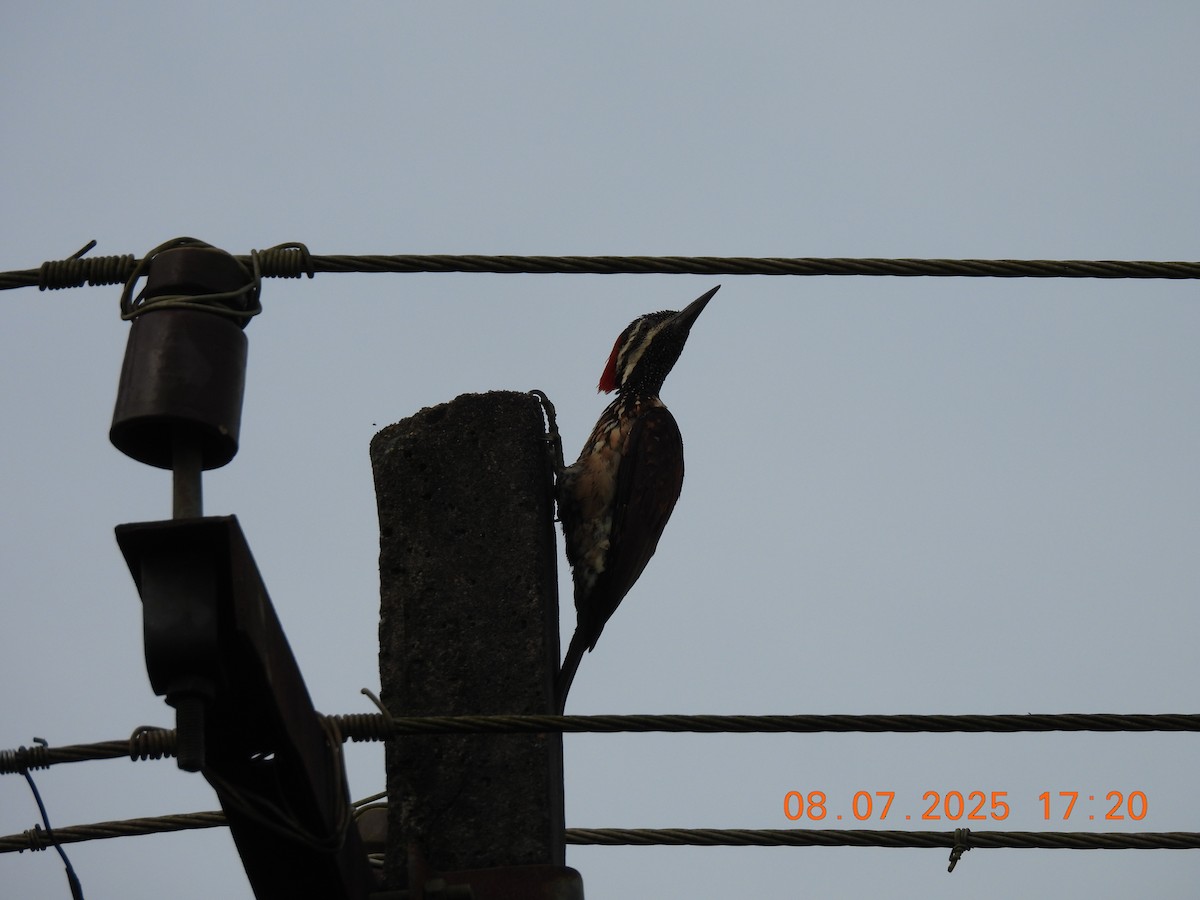 Black-rumped Flameback - ML638627982