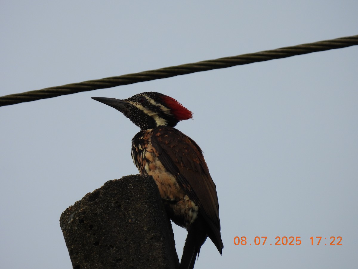 Black-rumped Flameback - ML638627984