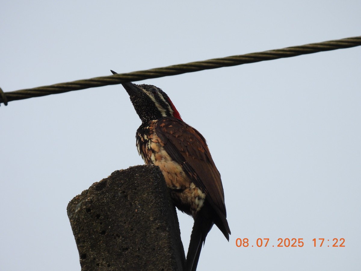 Black-rumped Flameback - ML638627985