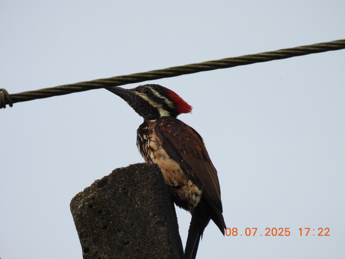 Black-rumped Flameback - ML638627986