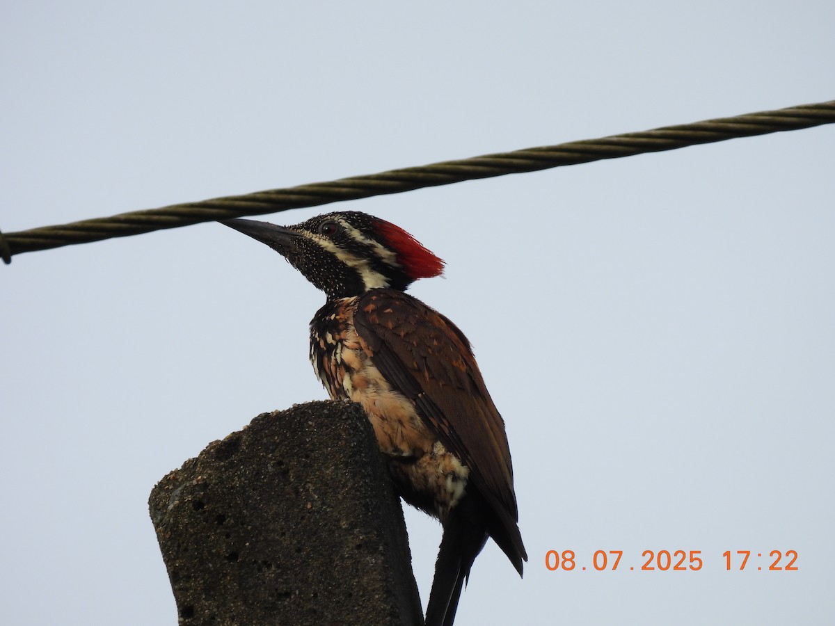 Black-rumped Flameback - ML638627989
