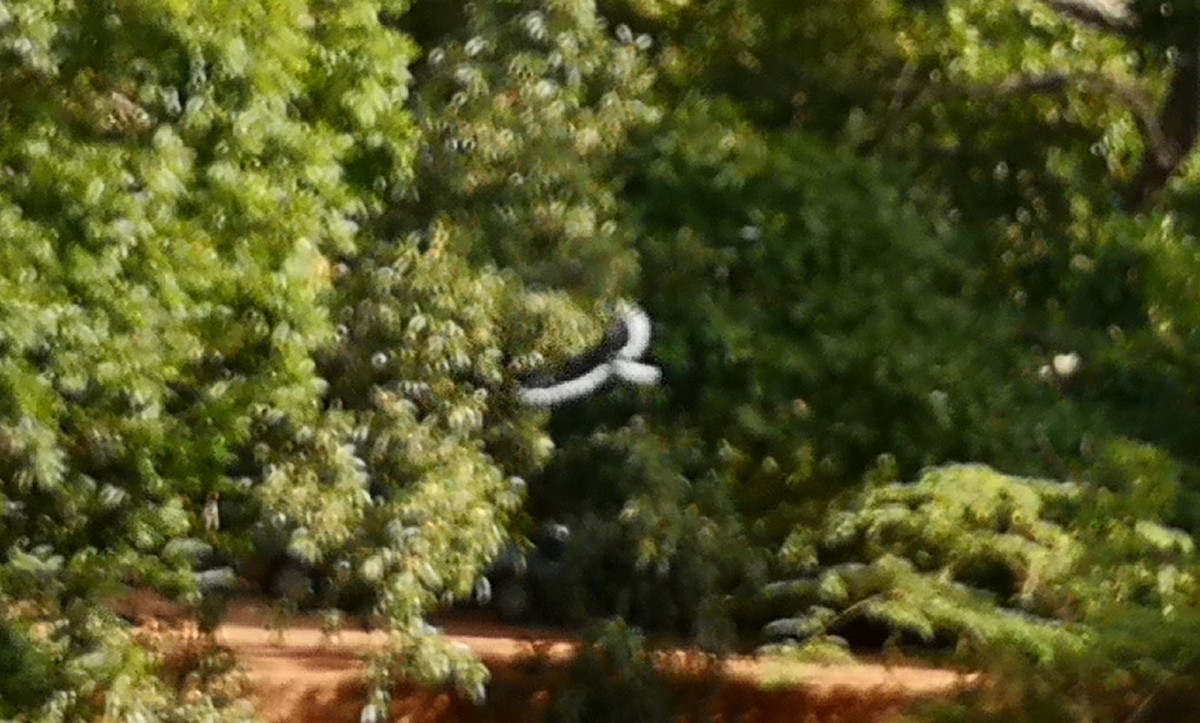 Malabar Pied-Hornbill - ML638627995