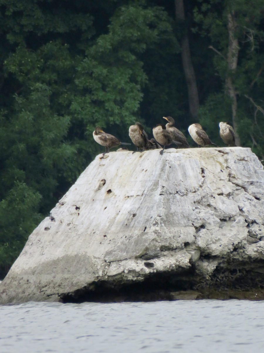 Double-crested Cormorant - ML638628002
