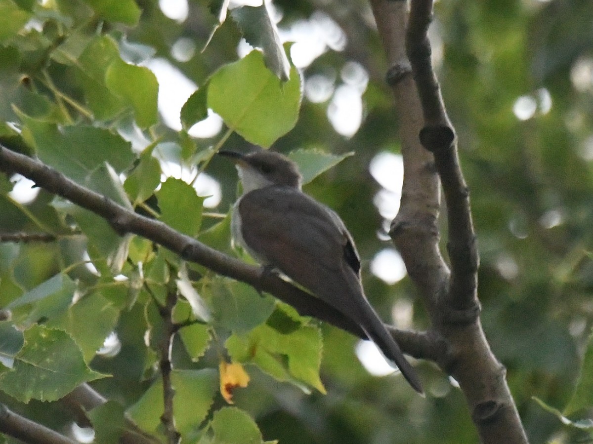 Yellow-billed Cuckoo - ML638628011