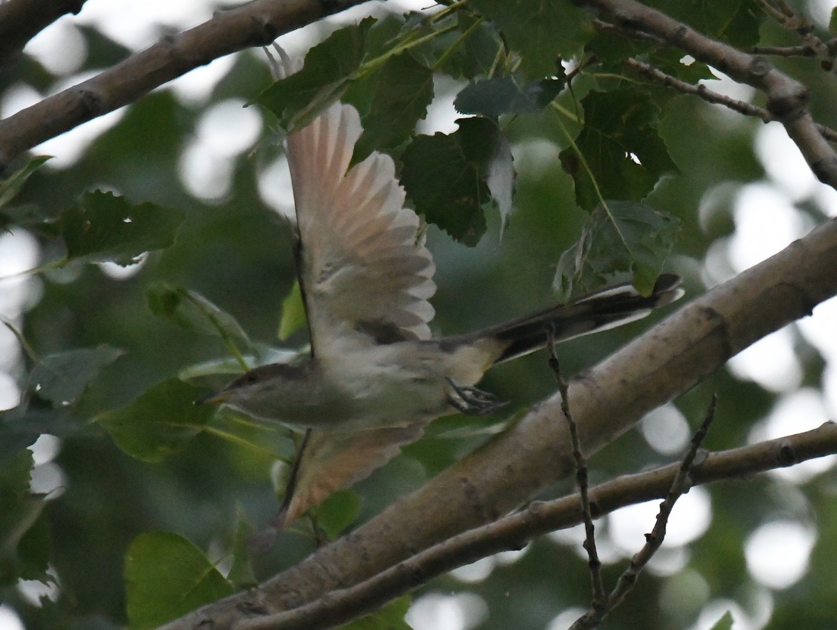 Yellow-billed Cuckoo - ML638628012