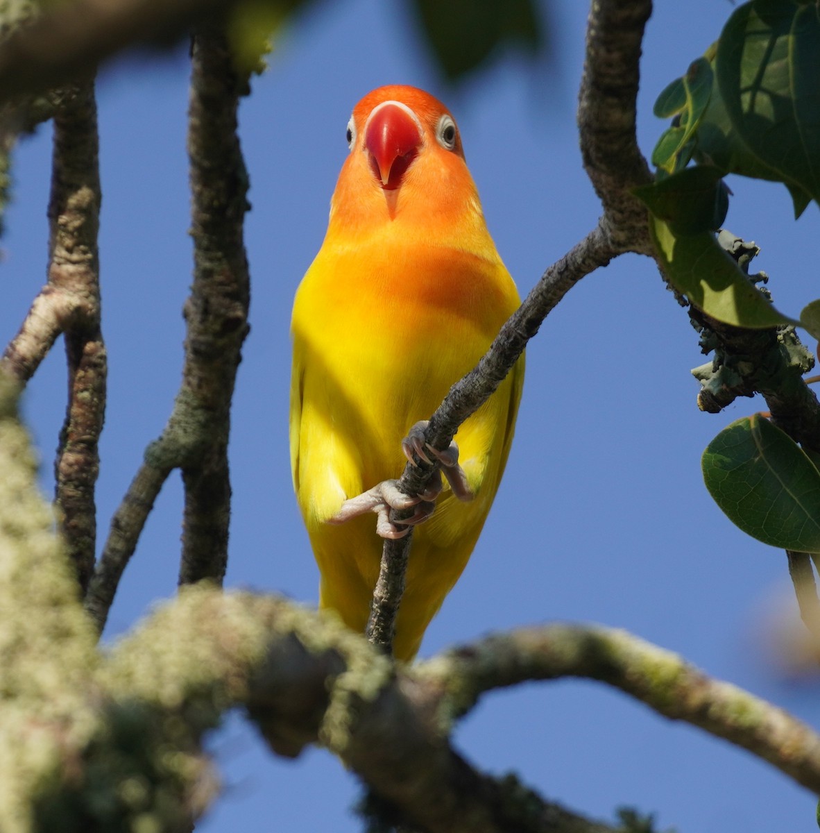lovebird sp. - ML638628031
