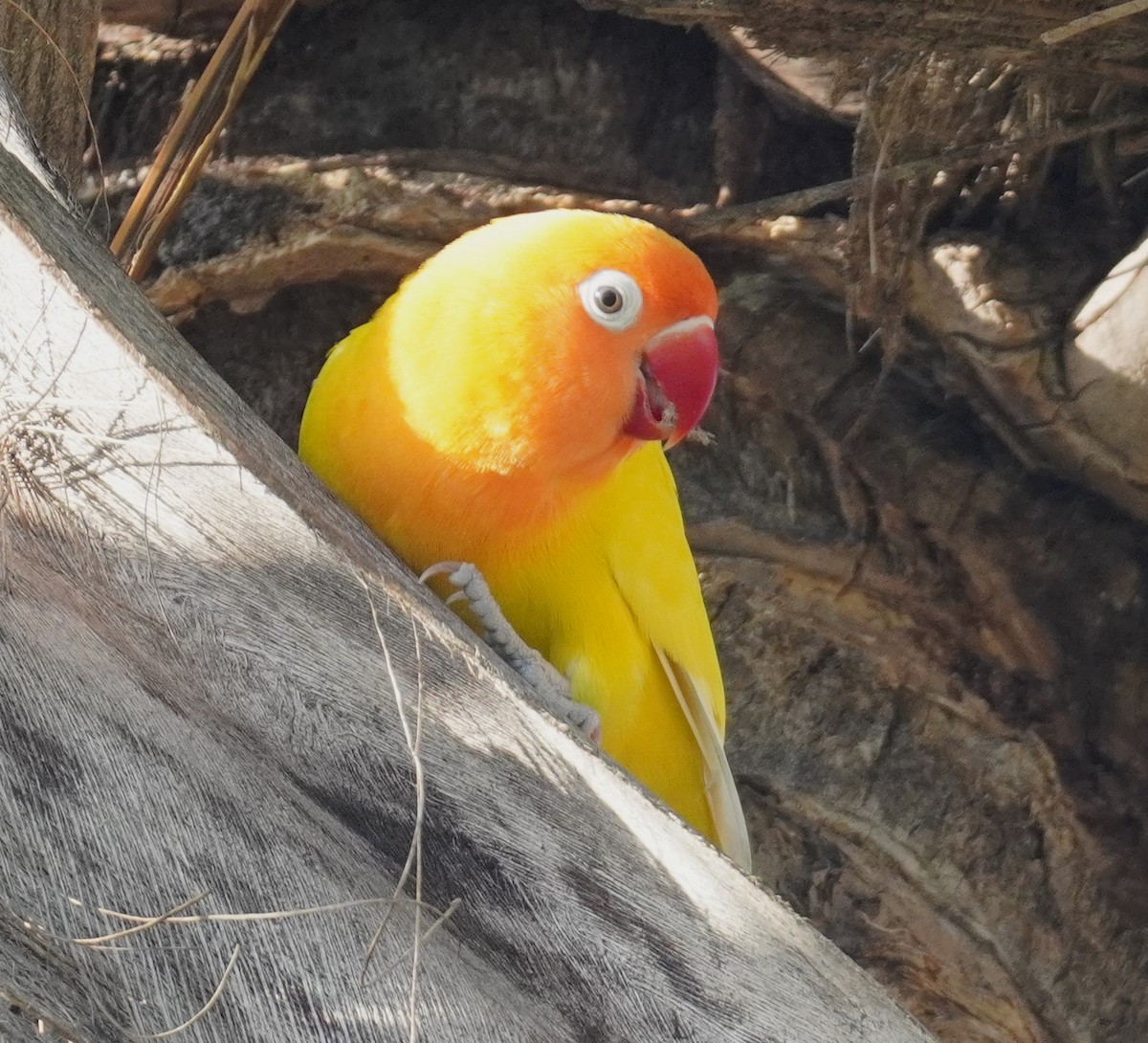 lovebird sp. - ML638628032